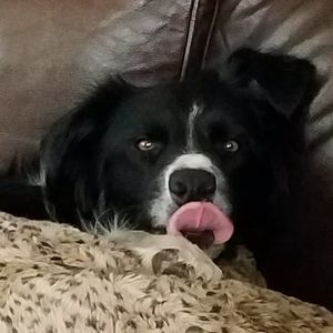 Meet your Posher, Laurel